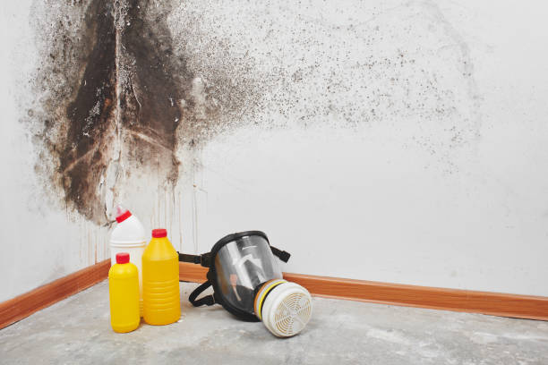 Best Black Mold Removal  in Newberry, MI