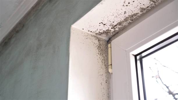 Best Home Mold Removal  in Newberry, MI