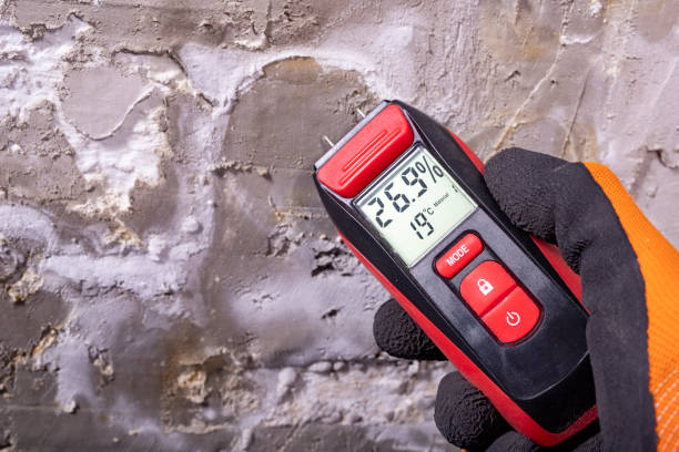 Best Home Mold Removal  in Newberry, MI