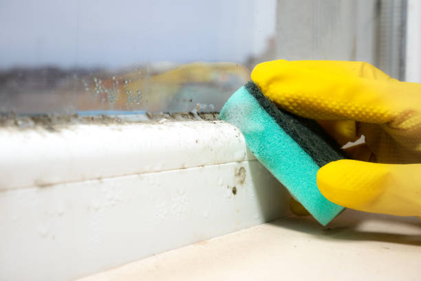 Best Commercial Mold Removal  in Newberry, MI