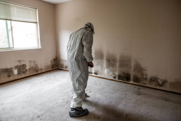 Best Mold Removal Company Near Me  in Newberry, MI