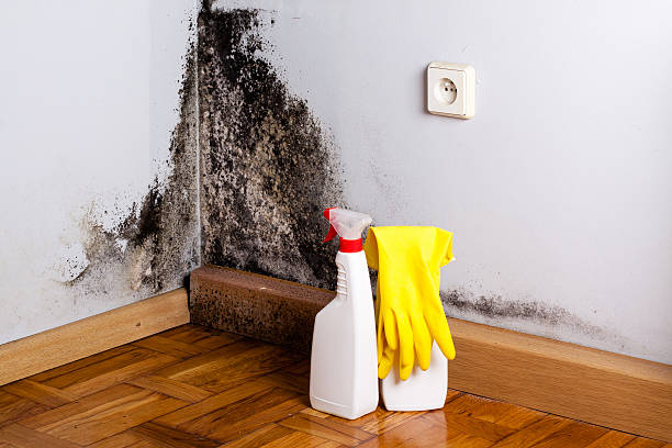 Best Mold Removal Company Near Me  in Newberry, MI