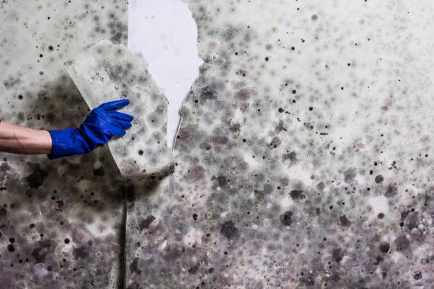 Best Office Mold Removal Services  in Newberry, MI