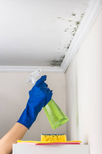 Mold Removal and Inspection in Newberry, MI