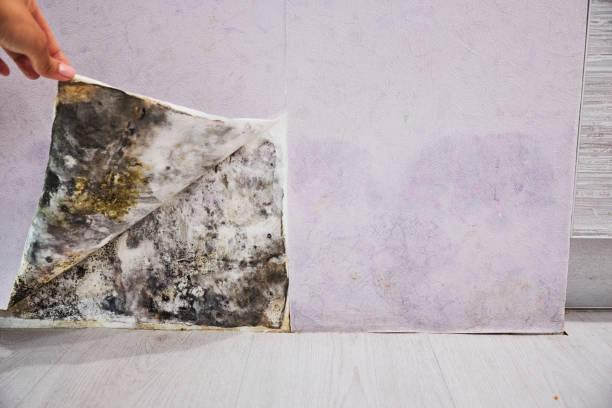  Newberry, MI Mold Removal Pros